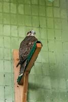 An eagle and a falcon sit on a close-up branch photo