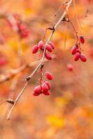 autumn branches with leaves and red berries on branches photo