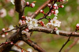 beautifully flowering cherry branches on which the bees sit photo