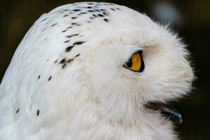 beautiful white owl with yellow eyes and beak photo