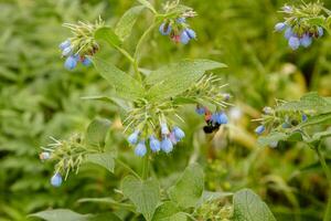 arbustos con hermosa sereno flores en cuales un abeja avispa es sentado foto