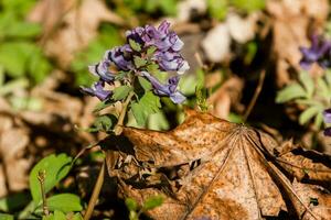 Spring lilac wildflowers among autumn leaves photo