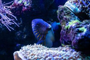 Acanthurus lineatus fish photo