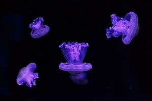 macro shooting under water mediterranean jellyfish photo