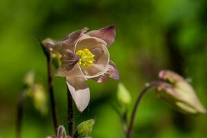 Macro of flowering flowers photo
