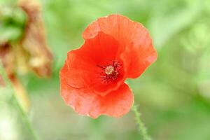 wonderful red poppies in green grass photo