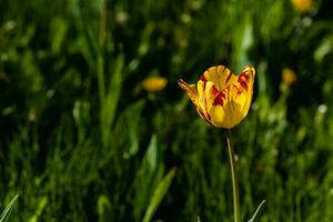 macro de tulipanes amarillos sobre un fondo de hierba verde foto