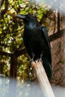 Big Black Raven sitting on a close-up branch photo