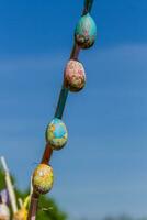 Easter eggs hanging on a branch photo