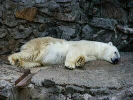 A polar bear that rests photo