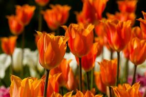 Spring field of colorful tulips photo