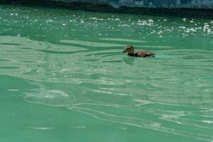 Small duckling floating on water photo