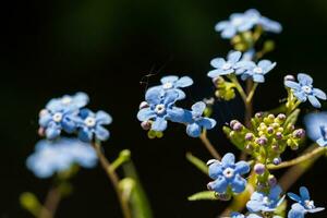 Flower forget me not photo