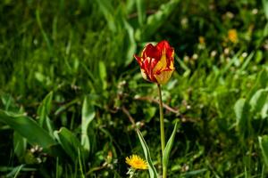 Macro of red-yellow tulips on background of green grass photo