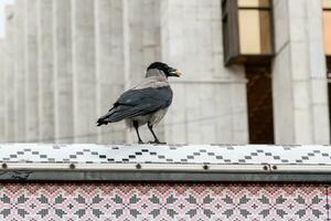 The crow in its beak holds a nut photo