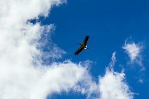 cigüeña volando en el cielo azul con nubes blancas foto