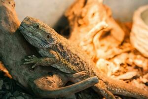 The bearded agama sits on a snag photo