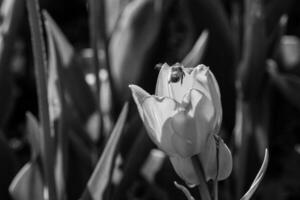 Macro of white tulips on a background of green grass photo