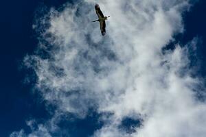 cigüeña volando en el cielo azul con nubes blancas foto