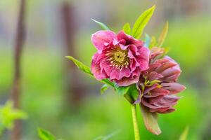 beautiful glade Hellebore photo