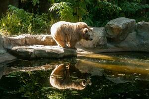 oso blanco en el lago mira tu reflejo foto