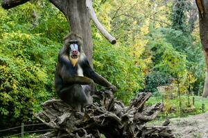 Monkey Mandrill sits on a tree photo