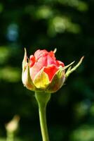 Flowering summer rose in bud photo