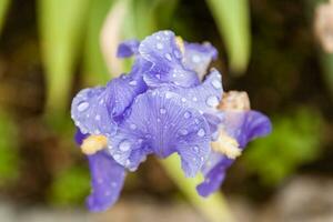 bellas flores iris con gotas de agua después de una lluvia foto