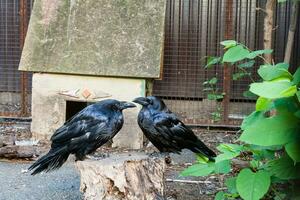 Beautiful black crows sit on a stump photo