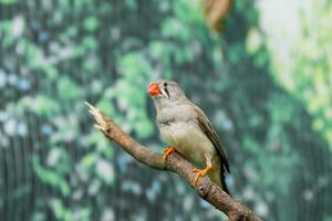 Beautiful birds Astrild Estrildidae sitting on a branch photo