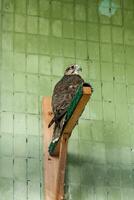 An eagle and a falcon sit on a close-up branch photo