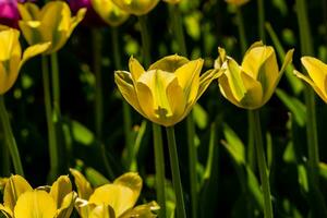 macro de tulipanes amarillos sobre un fondo de hierba verde foto