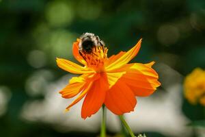 Orange, yellow field flower with a bee photo