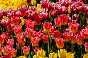 Spring field of colorful tulips photo