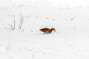 Ducks and drakes walk on snow and on a frozen lake photo