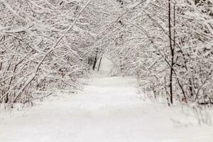 Beautiful winter forest with a beaten path photo