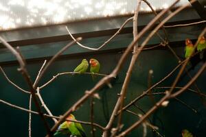 Couple in love close friends parrots sit on a close-up branch photo