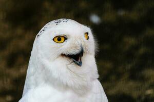 beautiful white owl with yellow eyes and beak photo