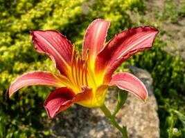 Flowering summer lily of red color photo