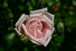 floreciente rosa de verano en capullo foto