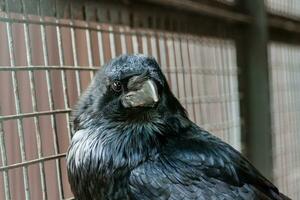 Big Black Raven sitting on a close-up branch photo