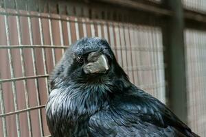 Big Black Raven sitting on a close-up branch photo