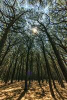 pinar bosque, cecina, toscana, Italia foto