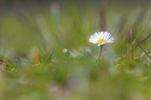 Ox-eye daisy, oxeye daisy, dog daisy, marguerite, leucanthemum vulgare photo