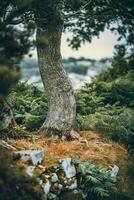 Sunset or sunrise in the forest visible through the trees, Llanfairfechan, North Wales, Cymru, UK photo