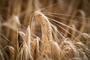 Wheat field in evening colours, young crop photo