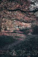 Country road on a misty morring in autumn photo