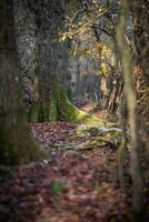 mas oscuro antiguo bosque en tarde otoño foto