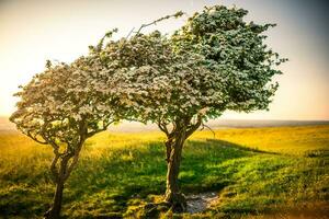 Lonely couple of treen bend from wind on top of the tall hill in sunset light, South Downs National Park, East Sussex, UK photo