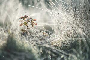 Last leafe frozen in late sunlight photo